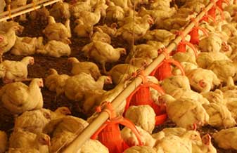 Matadouto Avícola Flamboia - Foto 1