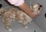 banho-e-tosa-de-animais-itaim-1382536841