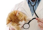 clinicas-veterinarias-itaim-1382547658