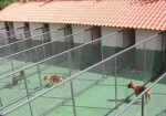 hotel-para-animais-itaim-1383831171