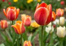 tulipa
