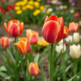 tulipa